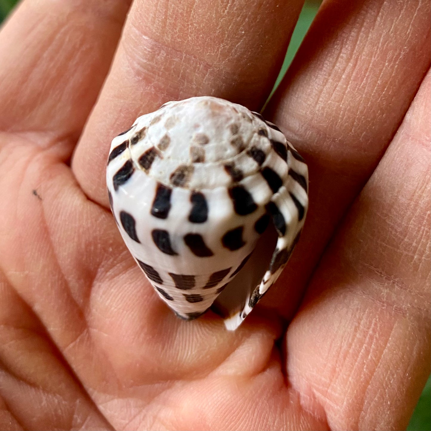 Conus Ebraeus - konkylie Conus Ebraeus - konkylie