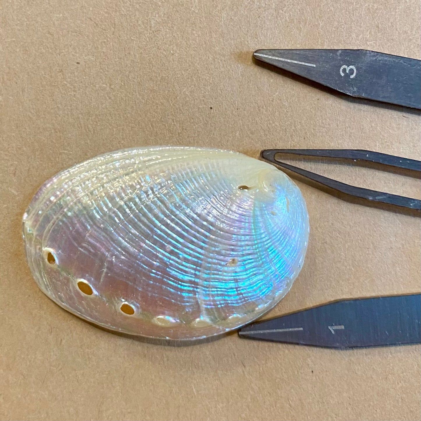 Abalone mini perlemor - muslingeskal Abalone mini perlemor - muslingeskal