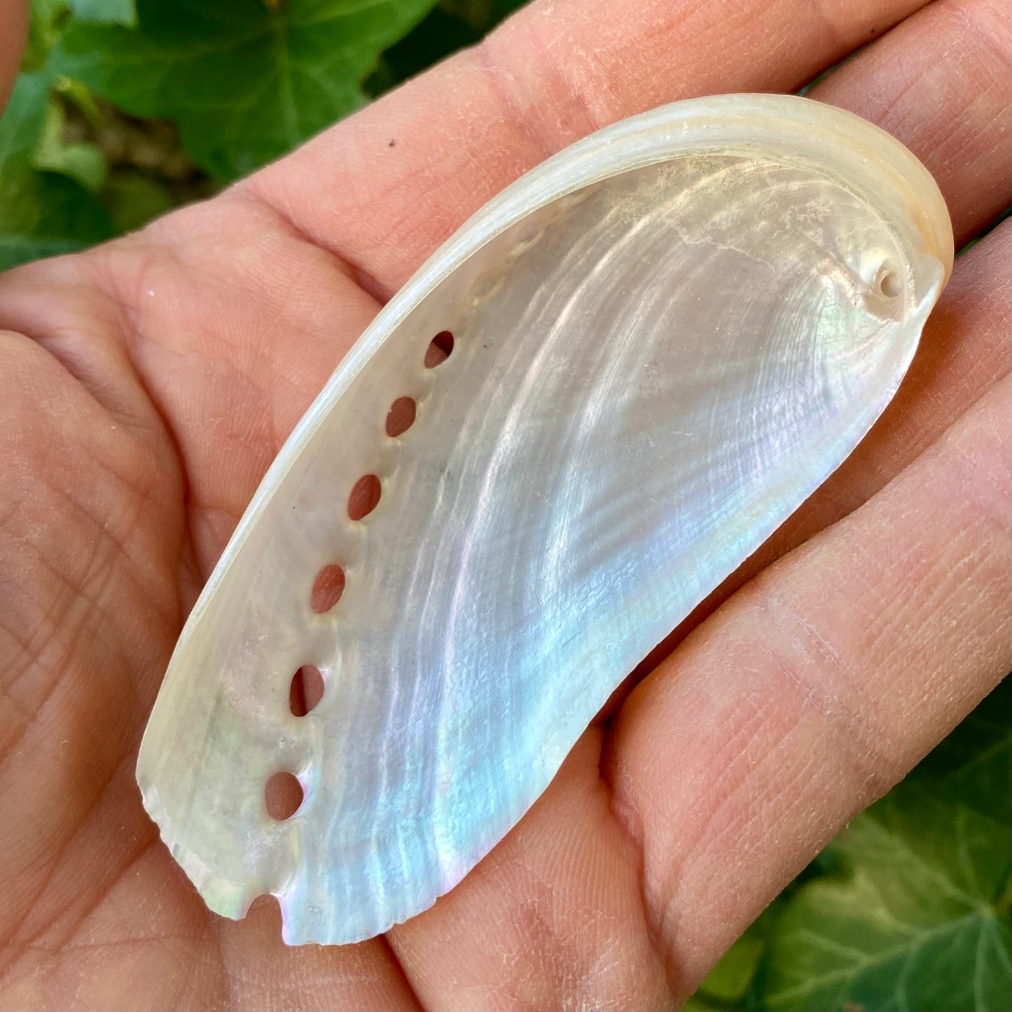 Abalone Pearlized - 7 cm Abalone Pearlized - 7 cm