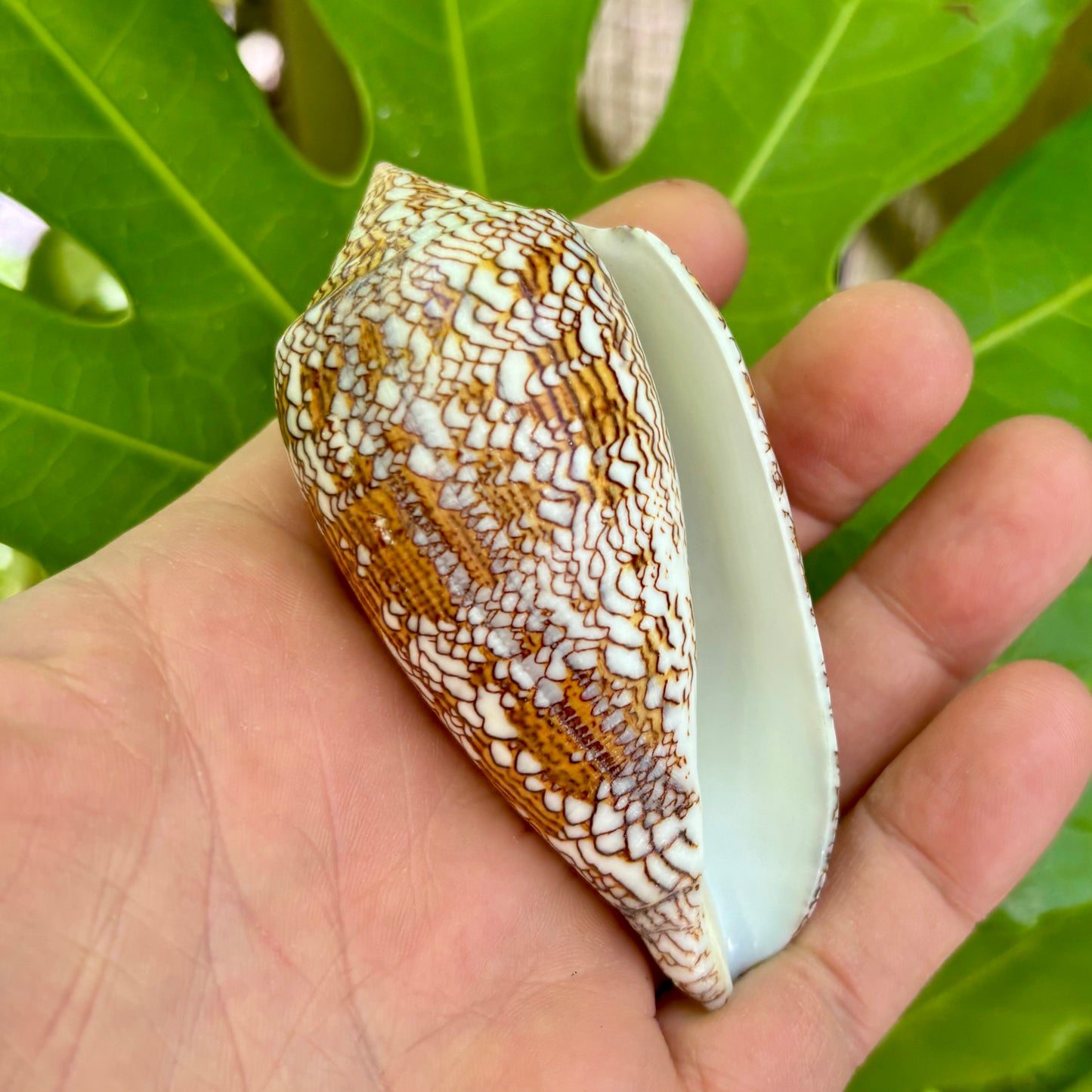 Conus textile - konkylie | 8-9 cm Conus textile - konkylie | 8-9 cm