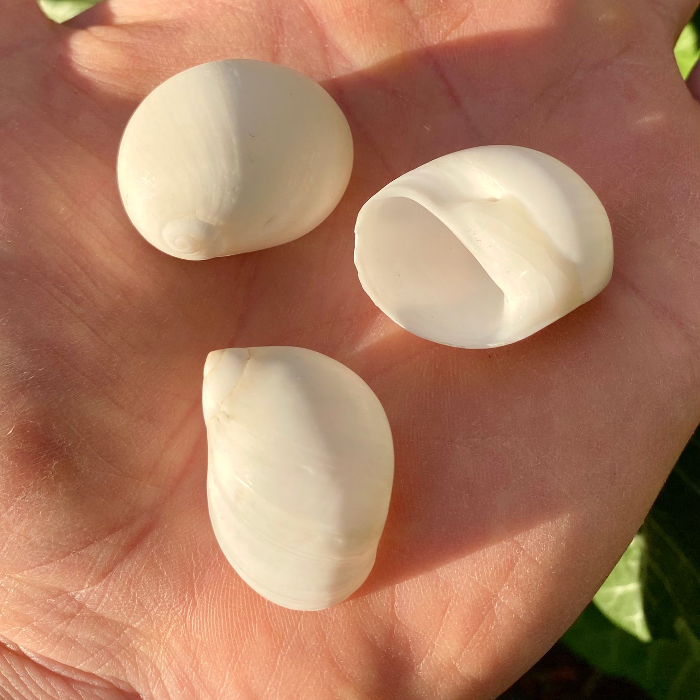 Moon shell - konkylie | 2,5 cm Moon shell - konkylie | 2,5 cm