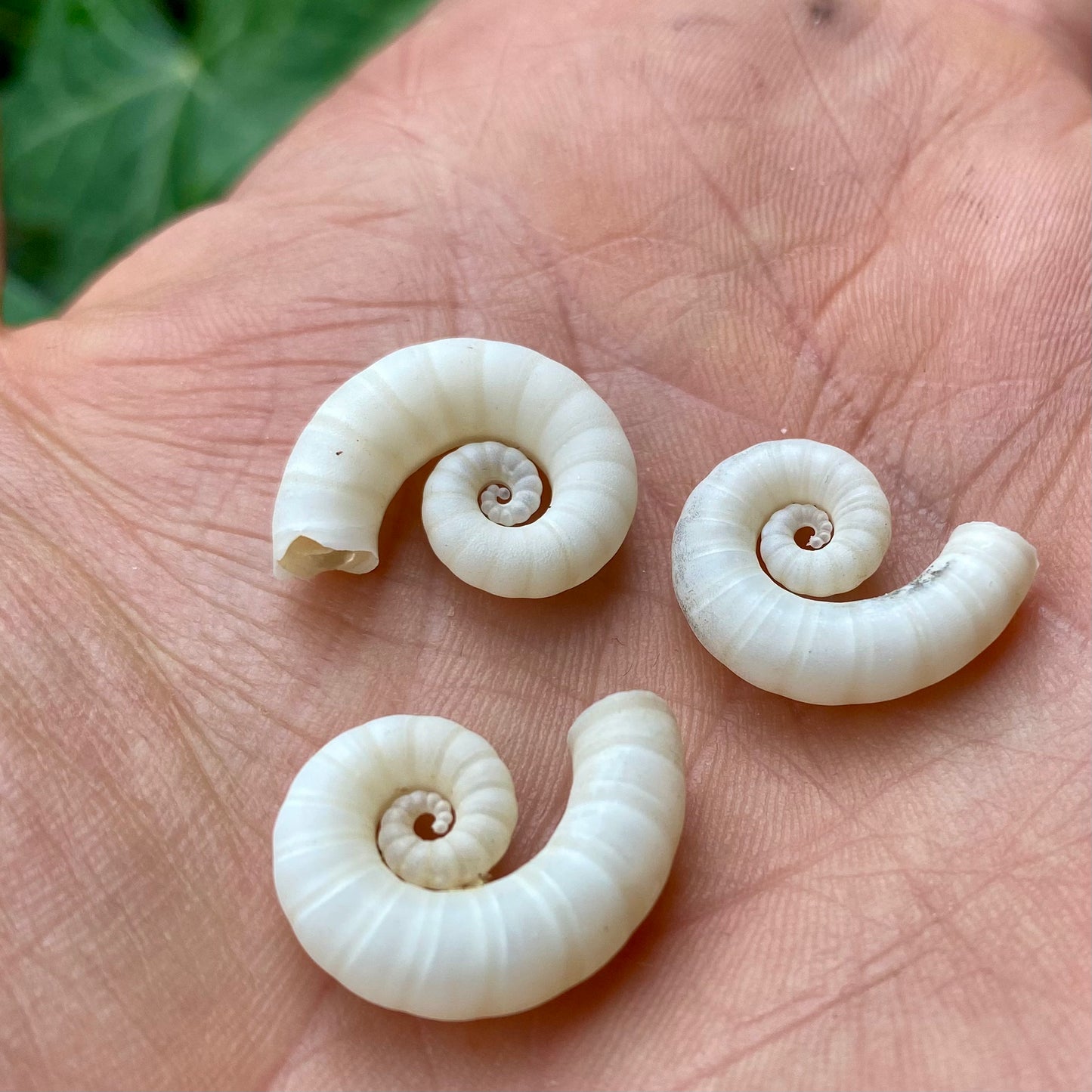Spirula Spirula blæksprutte - 2 cm Spirula Spirula blæksprutte - 2 cm