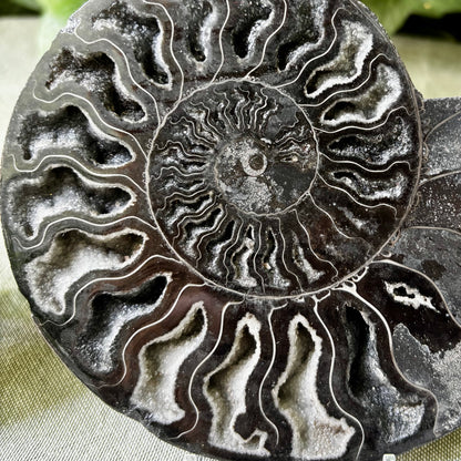 Ammonit sort forstenet - 14,5 cm nr 06