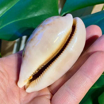Cowrie, cyprea mappa - konkylie (UV fluorescerende)