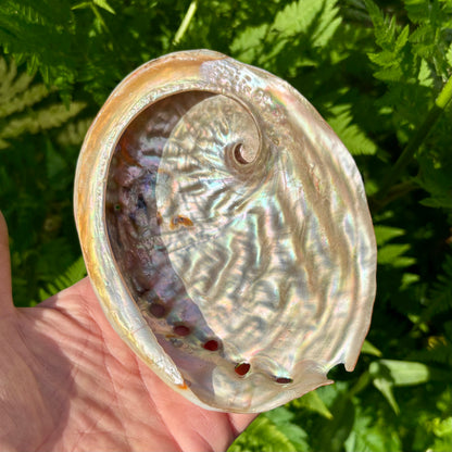 Abalone, rød poleret - 14 cm