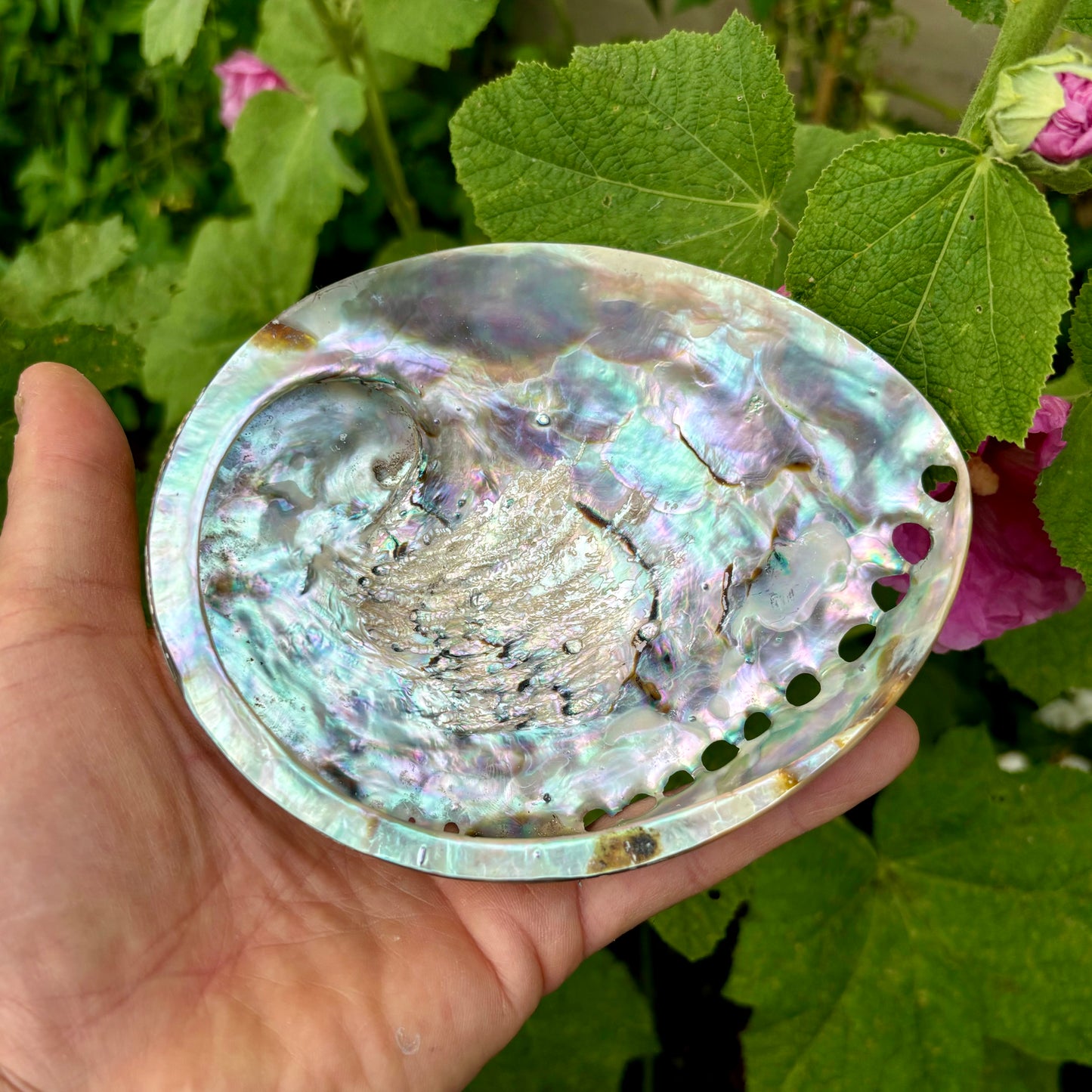 Abalone , højpoleret fra Sydafrika - 15 cm Abalone , højpoleret fra Sydafrika - 15 cm