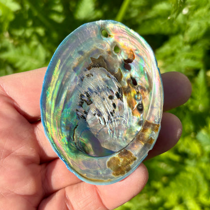 Himmelblå abalone upoleret - 8 cm