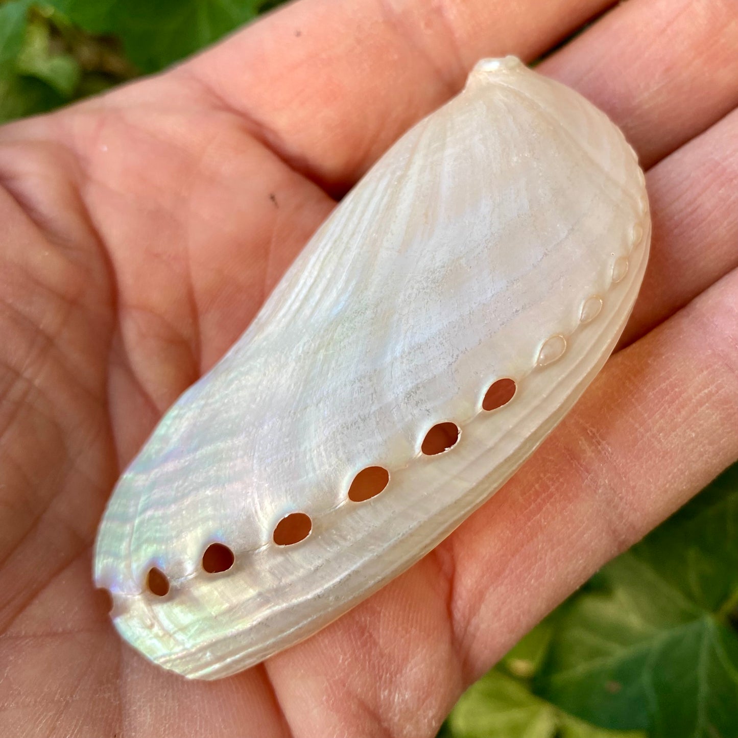 Abalone Pearlized - 7 cm Abalone Pearlized - 7 cm