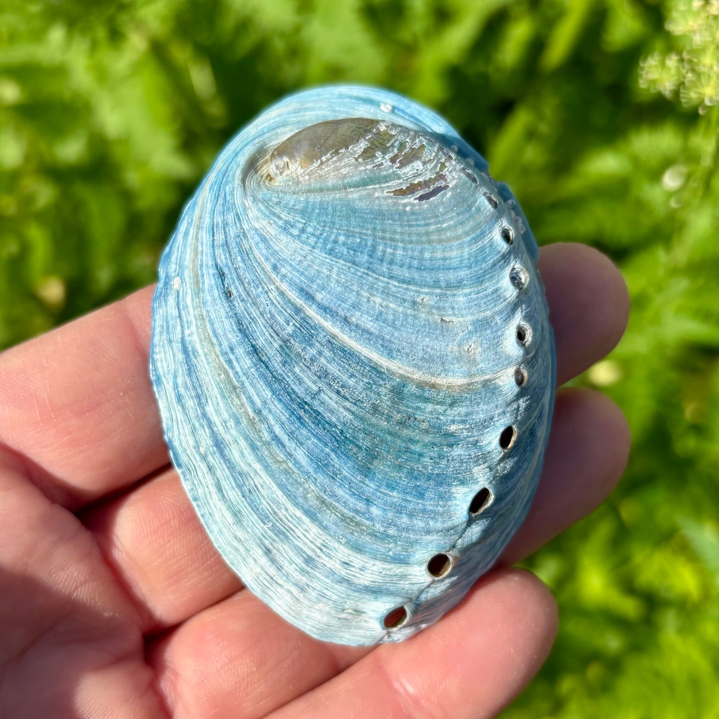 Himmelblå abalone upoleret - 8 cm Himmelblå abalone upoleret - 8 cm