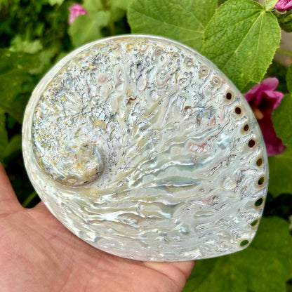 Abalone hvid, højpoleret fra Sydafrika - 15 cm