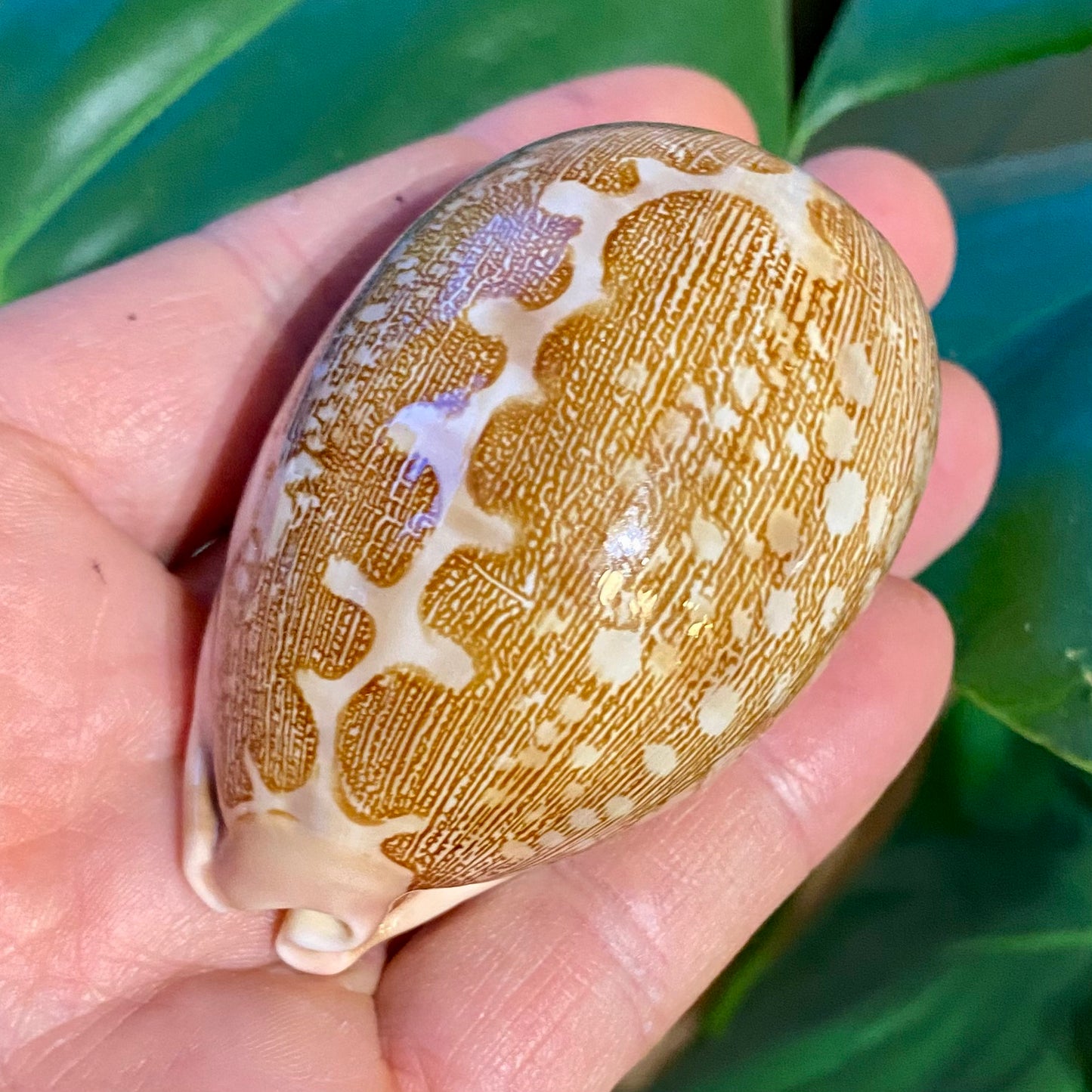 Cowrie, cyprea mappa - konkylie (UV fluorescerende) Cowrie, cyprea mappa - konkylie (UV fluorescerende)
