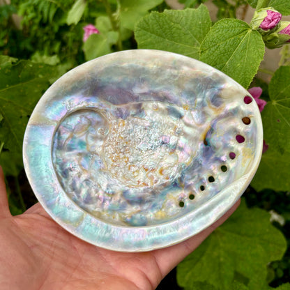 Abalone hvid, højpoleret fra Sydafrika - 15 cm