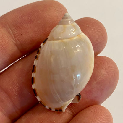 Casmaria Erinaceus  - 4 cm