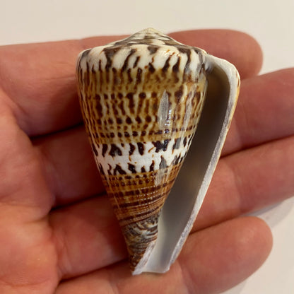 Conus capitaneus  - 6 cm