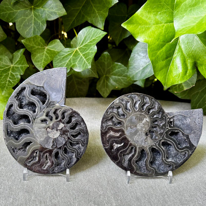 Ammonit sort forstenet - 12 cm nr 03