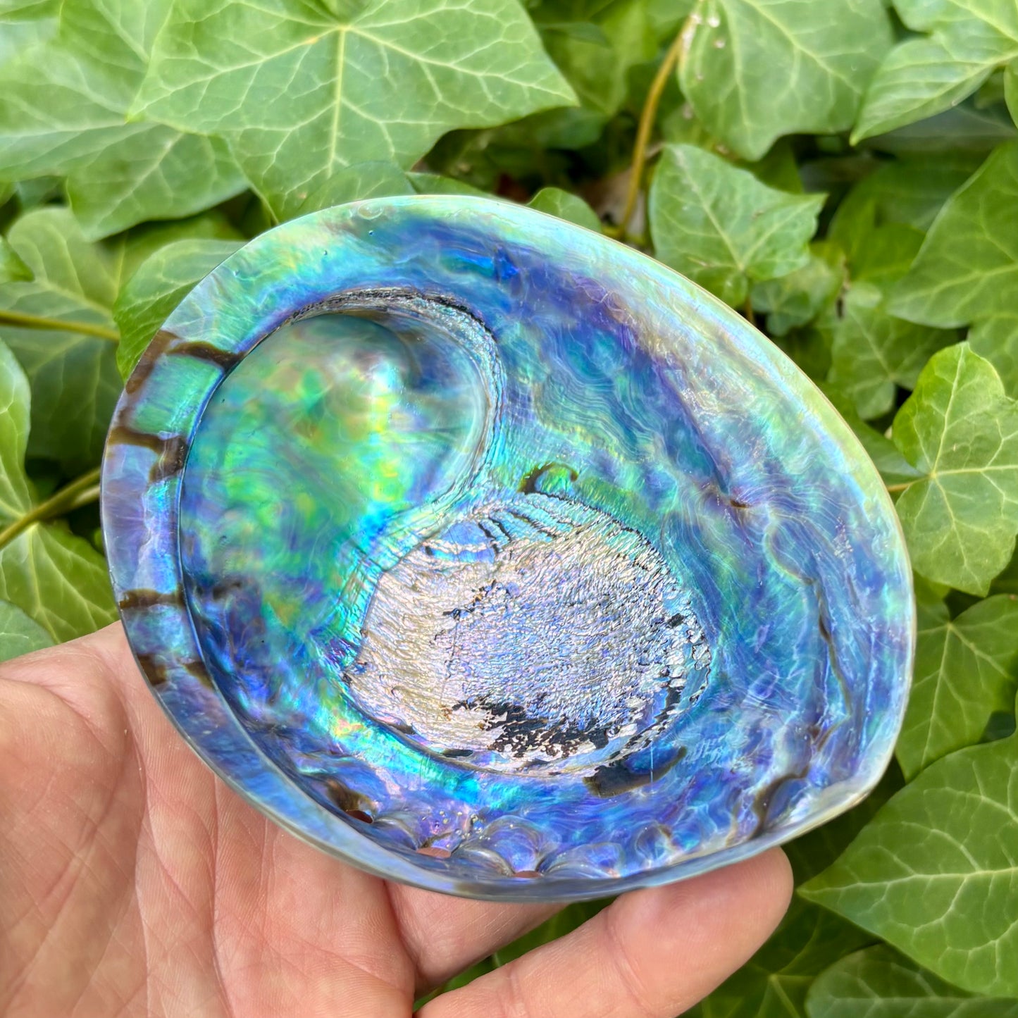 Paua Abalone poleret | 12 cm Paua Abalone poleret | 12 cm