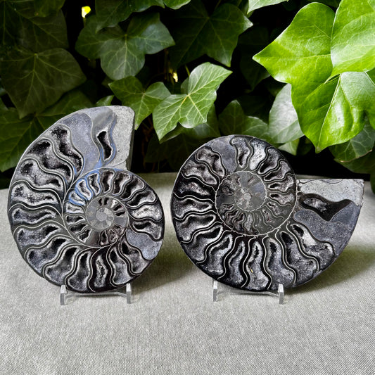 Billede af Ammonit sort forstenet - 14 cm nr 04