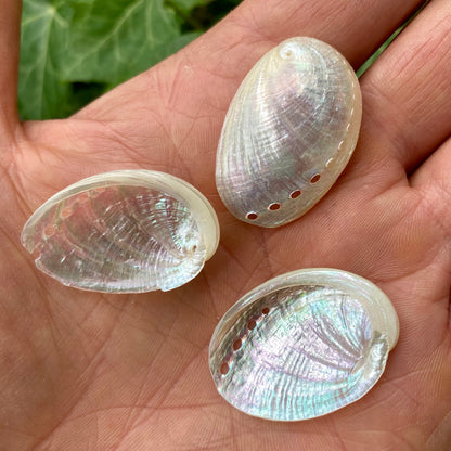Abalone mini perlemor - muslingeskal