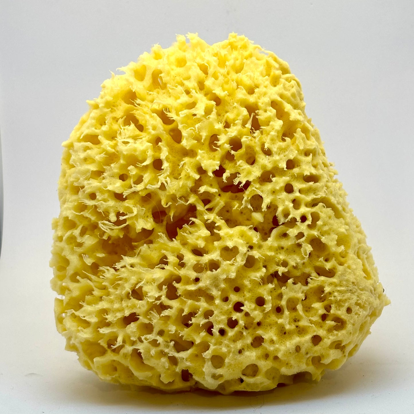 Natursvampe - honeycomb kvalitet 12 cm Natursvampe - honeycomb kvalitet 12 cm