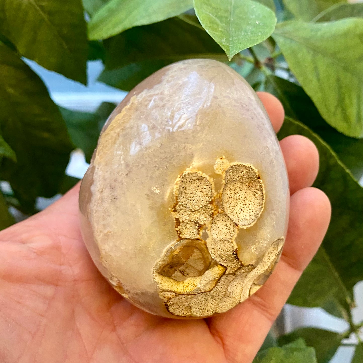 Agat geode, poleret Agat geode, poleret