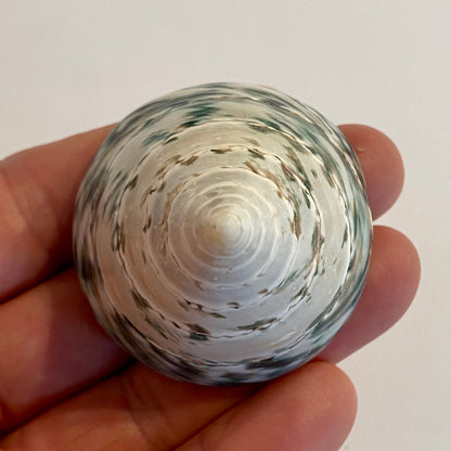 Tectus pyramis 5 cm
