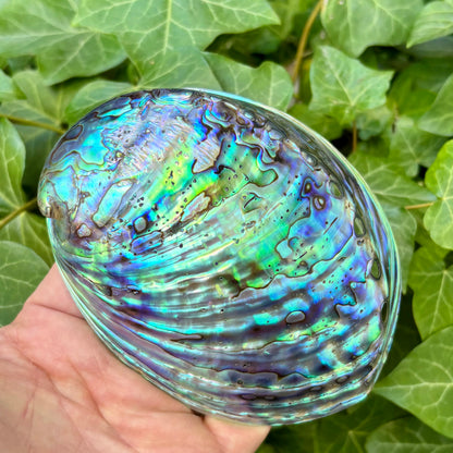 Paua Abalone poleret | 12 cm