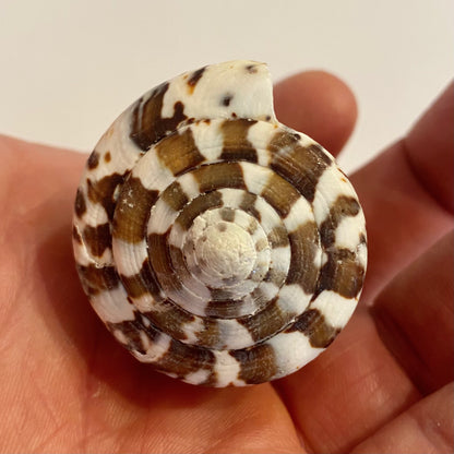 Conus capitaneus  - 6 cm
