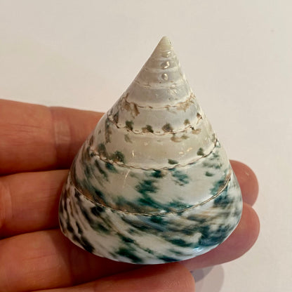 Tectus pyramis 5 cm
