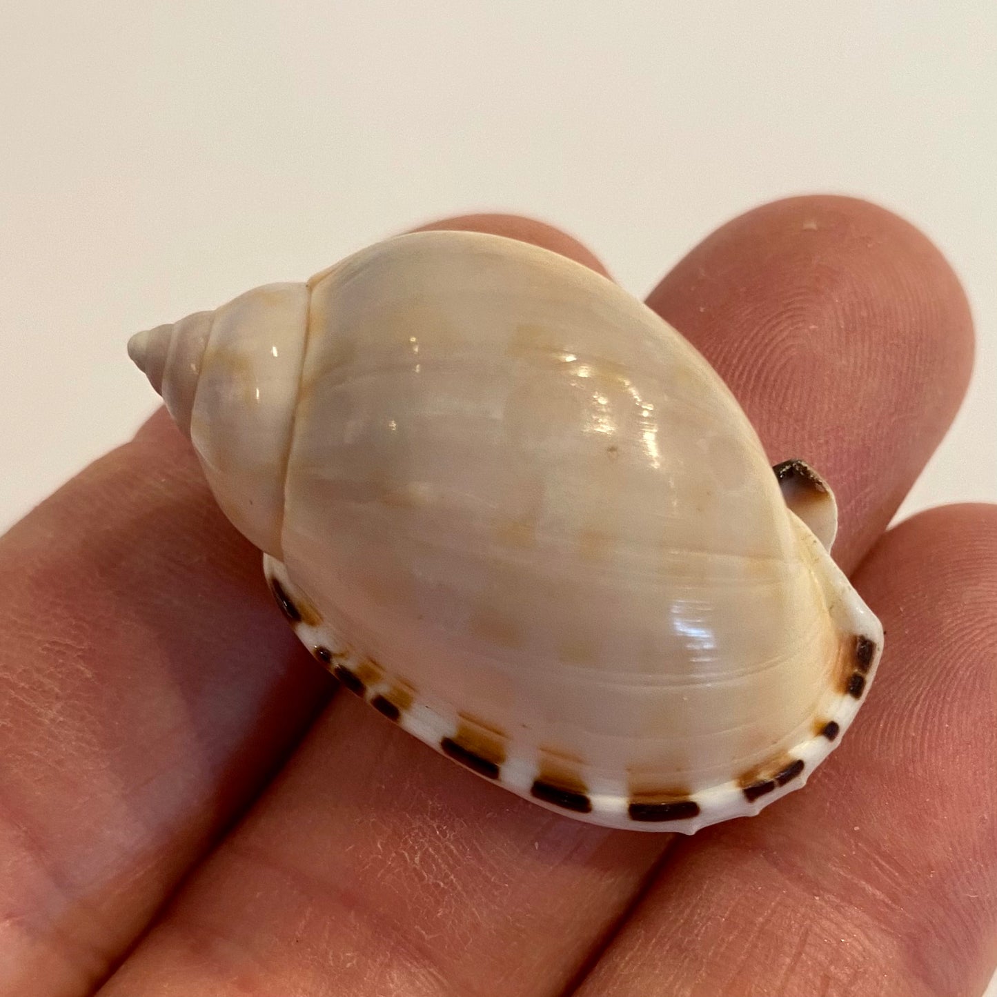 Casmaria Erinaceus  - 4 cm Casmaria Erinaceus  - 4 cm