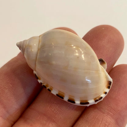 Casmaria Erinaceus  - 4 cm
