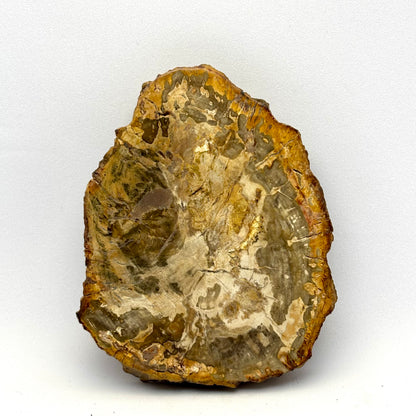Forstenet træ skive 8,5 cm | nr. 4