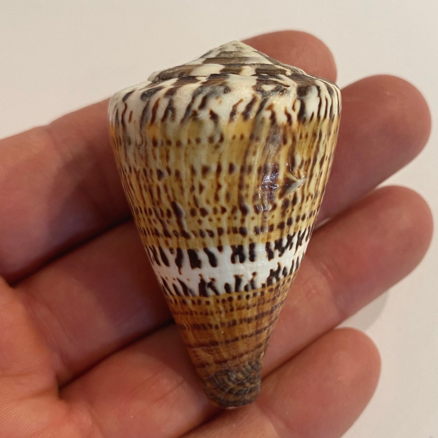 Conus capitaneus  - 6 cm Conus capitaneus  - 6 cm