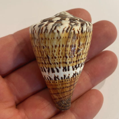 Conus capitaneus  - 6 cm