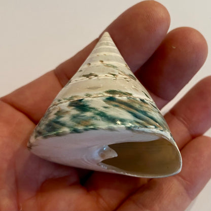 Tectus pyramis 5 cm