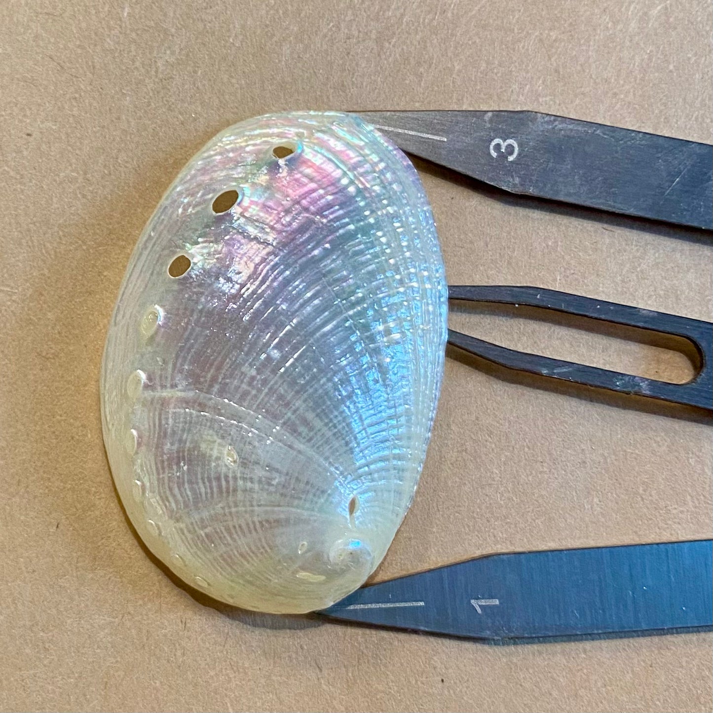 Abalone mini perlemor - muslingeskal Abalone mini perlemor - muslingeskal