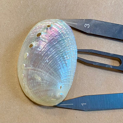 Abalone mini perlemor - muslingeskal