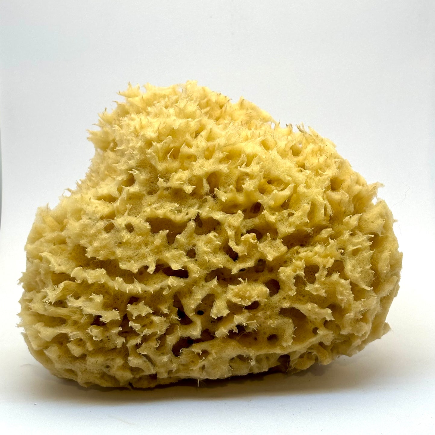 Natursvampe - honeycomb kvalitet 12 cm Natursvampe - honeycomb kvalitet 12 cm