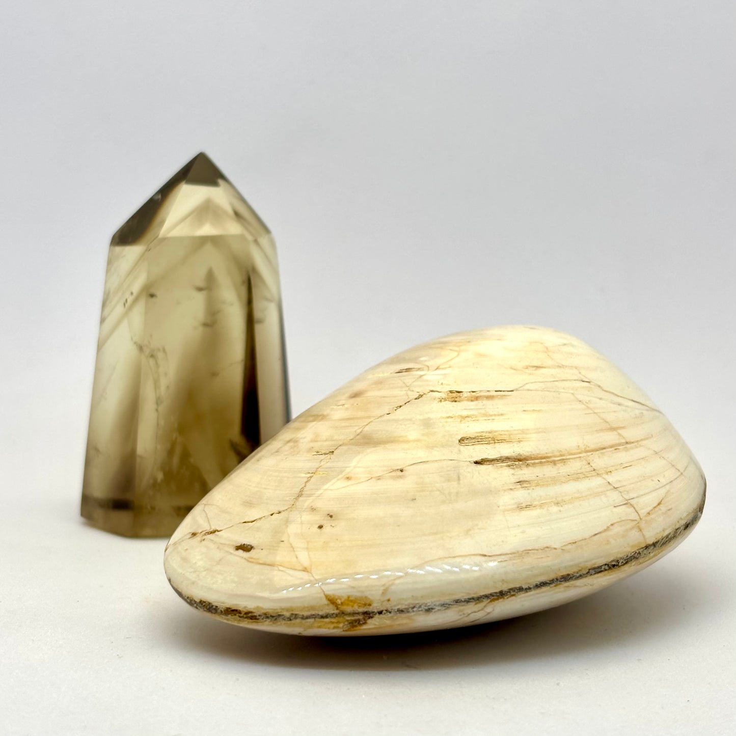 Cognac røg Citrin og forstenet bivalve musling Cognac røg Citrin og forstenet bivalve musling
