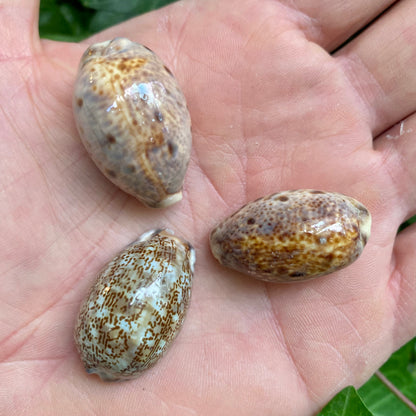 Cowrie, Cyprea Arabica - konkylie