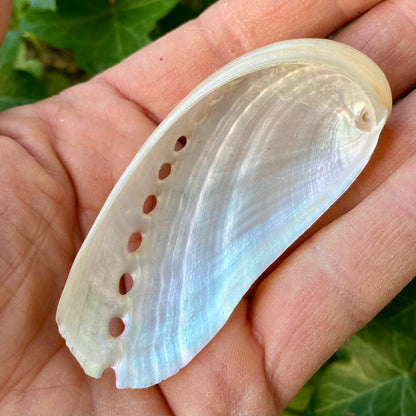 Abalone Pearlized - 7 cm