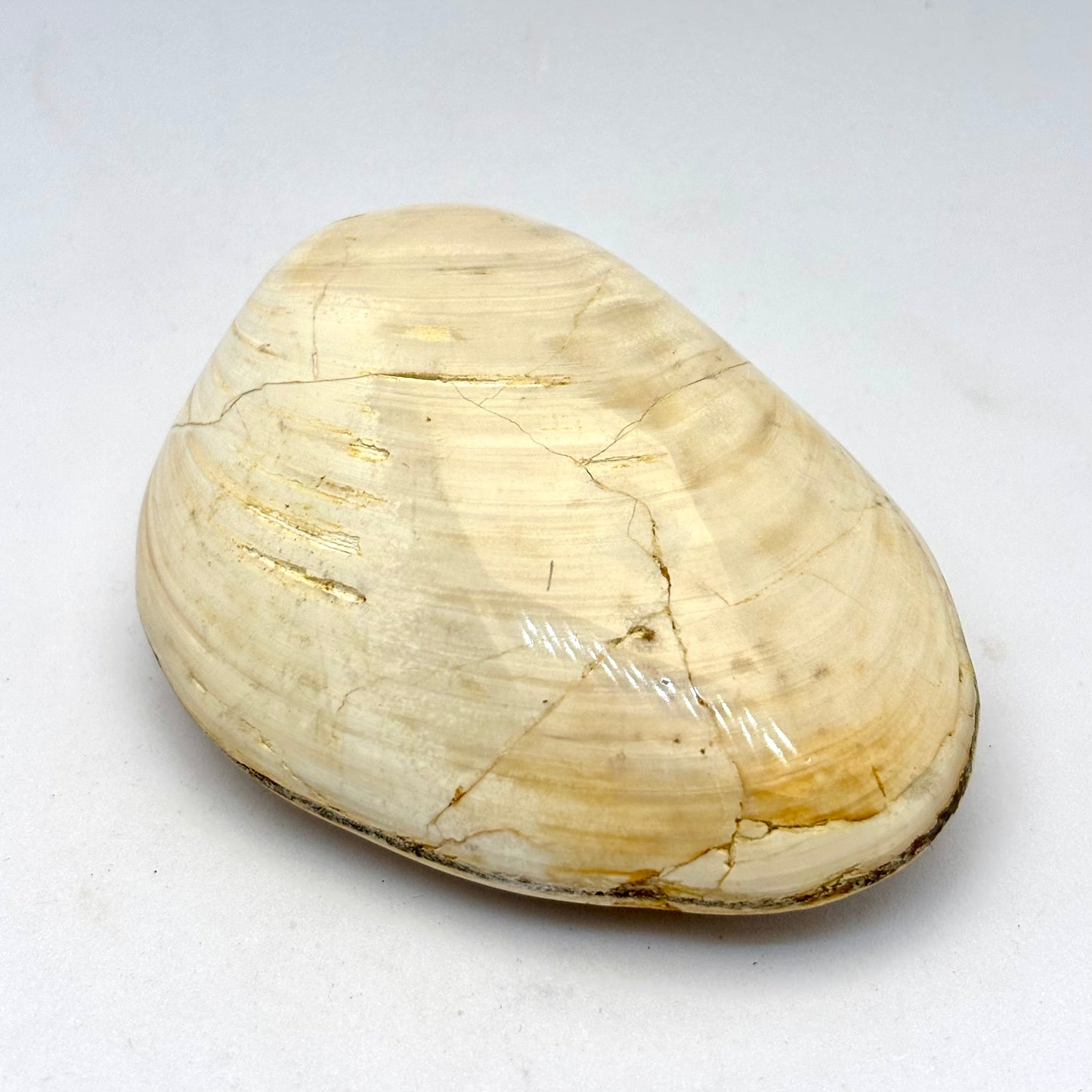 Cognac røg Citrin og forstenet bivalve musling Cognac røg Citrin og forstenet bivalve musling