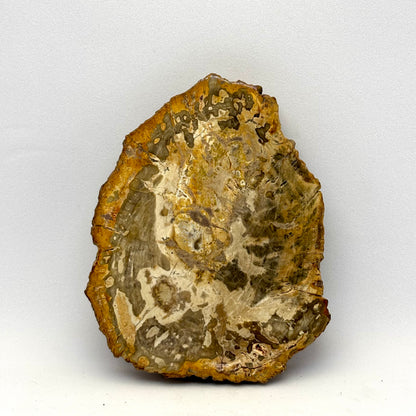 Forstenet træ skive 8,5 cm | nr. 4