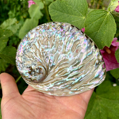 Abalone , højpoleret fra Sydafrika - 15 cm