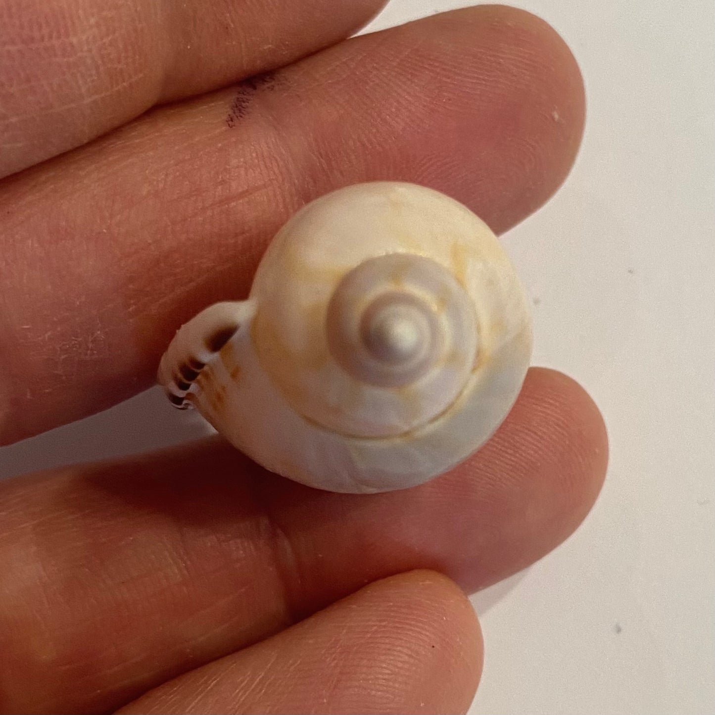Casmaria Erinaceus  - 4 cm Casmaria Erinaceus  - 4 cm
