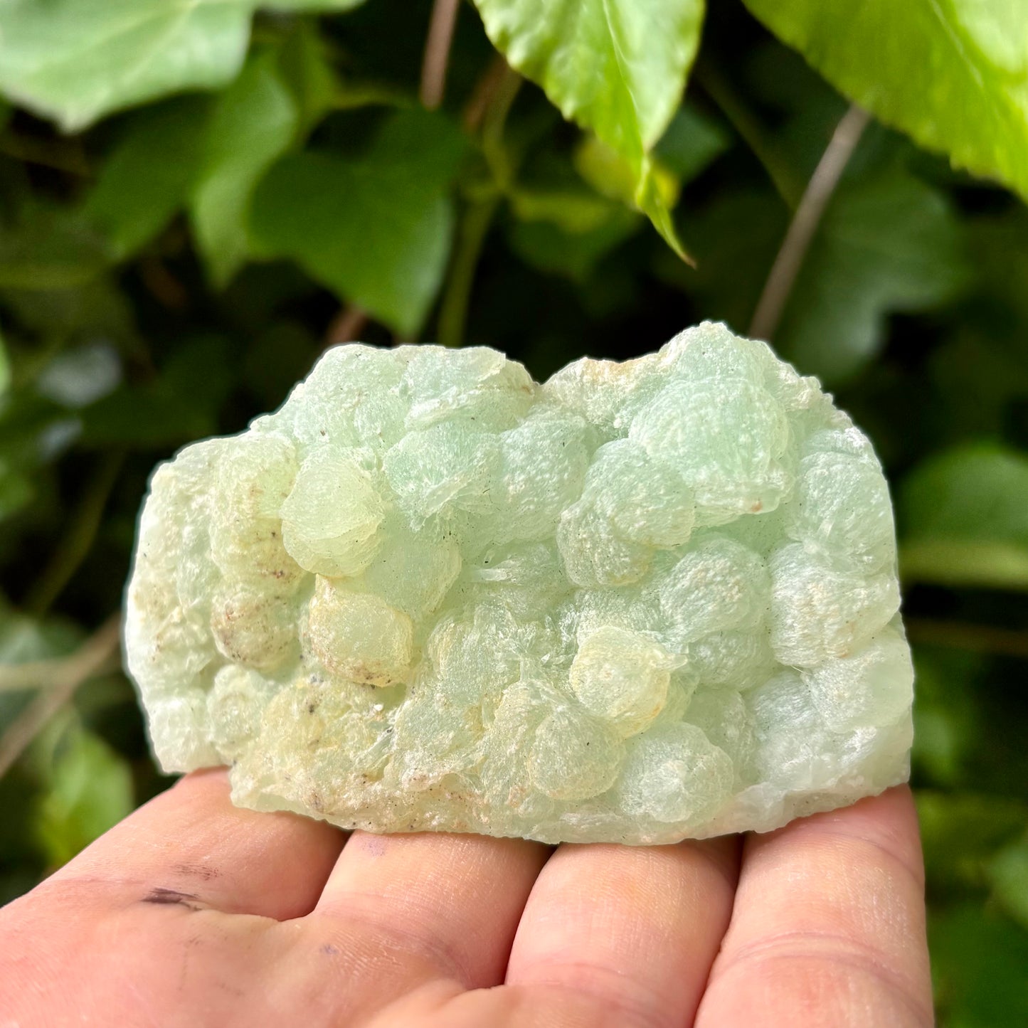 Prehnit klynge Botryoidal 8 cm | nr 6 Prehnit klynge Botryoidal 8 cm | nr 6