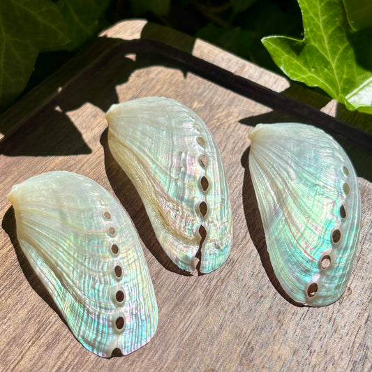 Billede af Abalone perlemor 3 stk - muslingeskal 6 - 7 cm