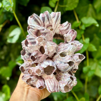 Barnacle - 19 cm