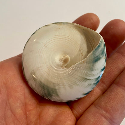 Tectus pyramis 5 cm