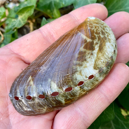 Abalone green - 7 cm
