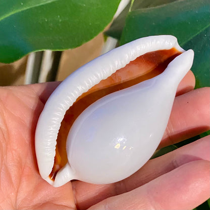 Cowrie, ovula ovum - konkylie